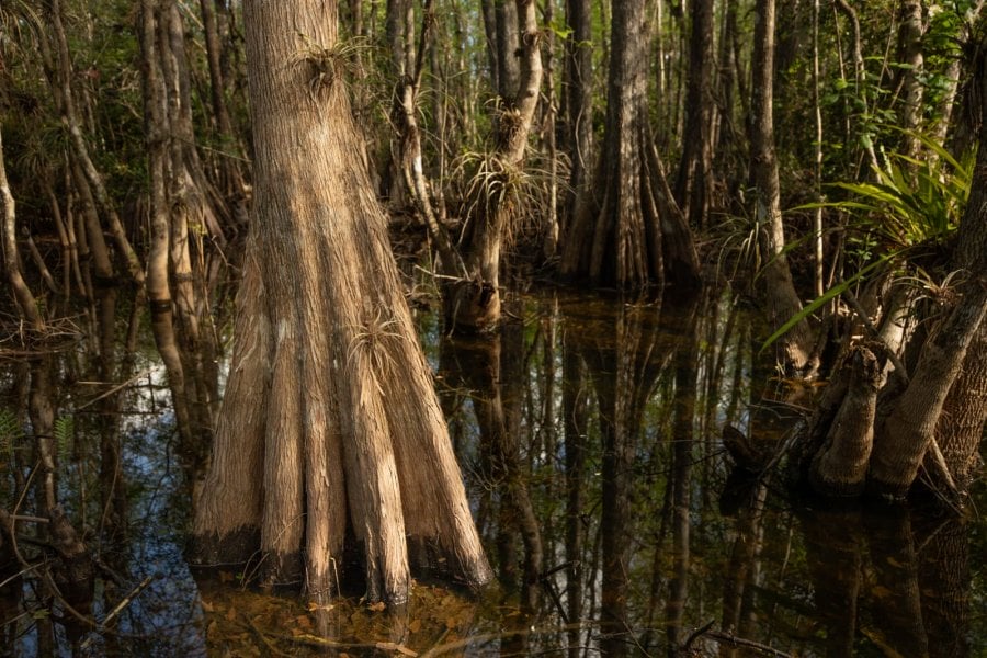 A bald cypress tree in the Everglades mangroves