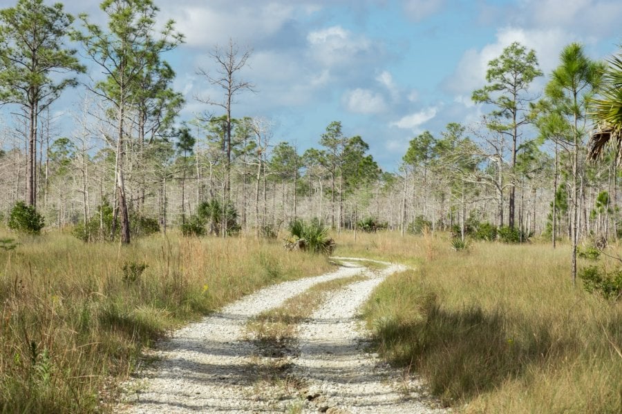 Hiking An Everglades Trail