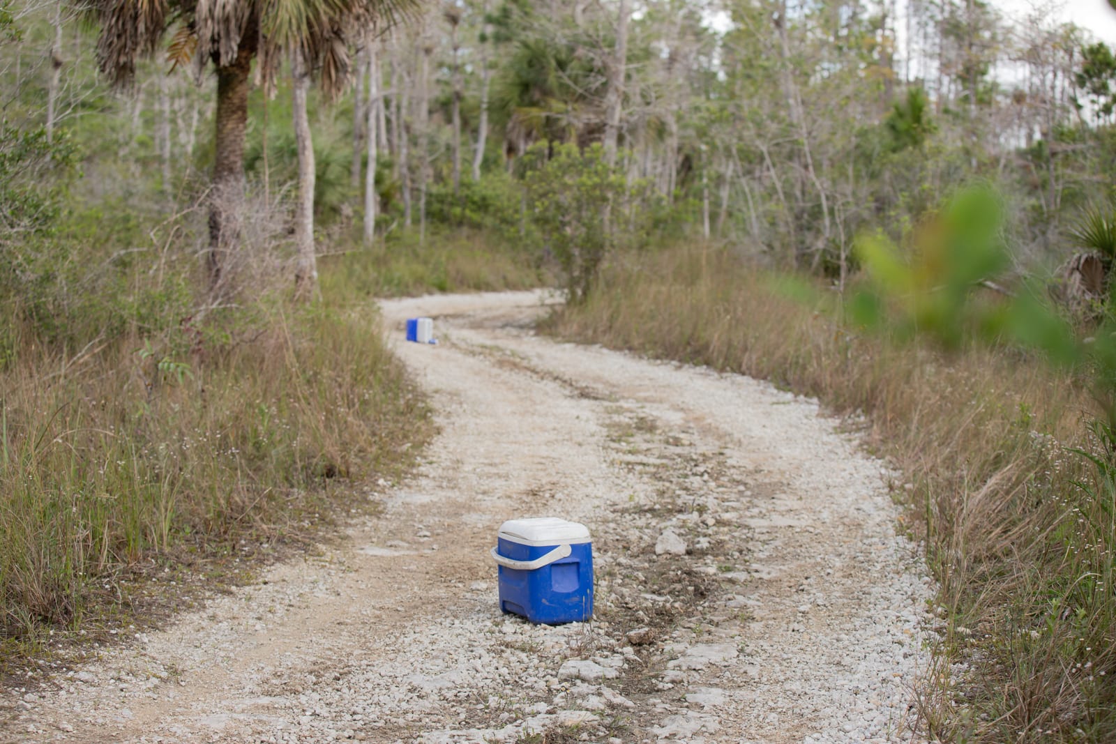 Two abandoned coolers on an Everglades trail