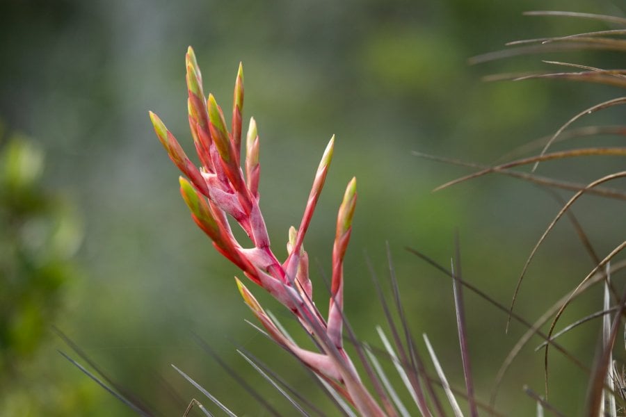 A wild Cardinal air plant (Tillandsia fasciculata) in the Everglades