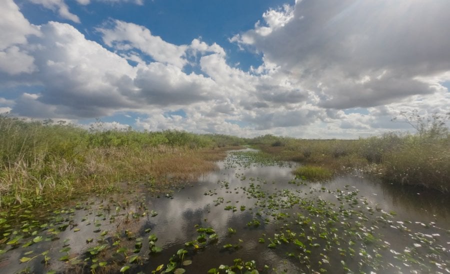 Florida Everglades landscape 