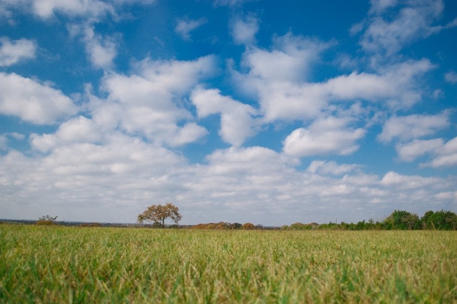 A lone tree in an East Texas pasture
