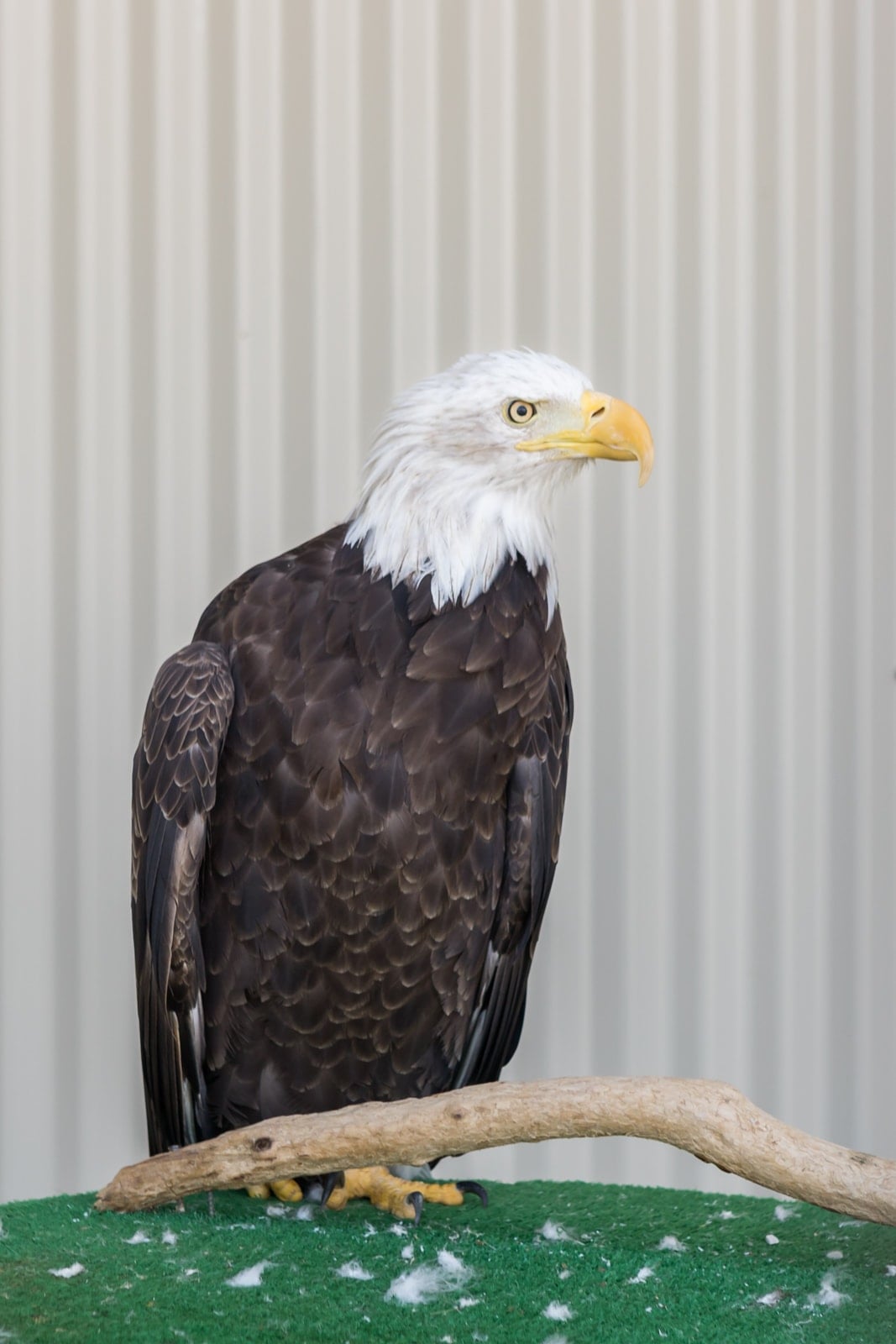 A beautiful rescued bald eagle at the De Witt Birds of Prey Center