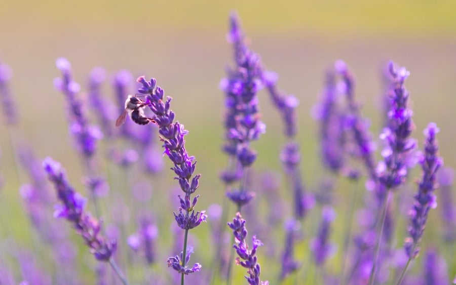 Honey bee pollinating a lavender flower