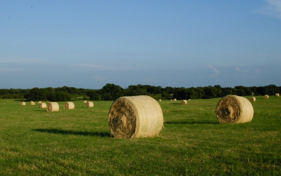Hay bales in an East Texas landscape