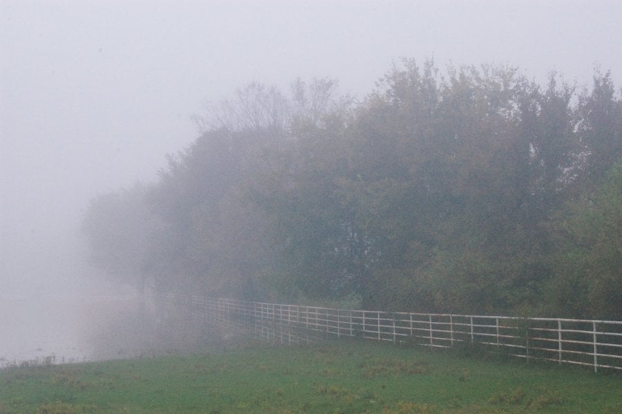A foggy pasture