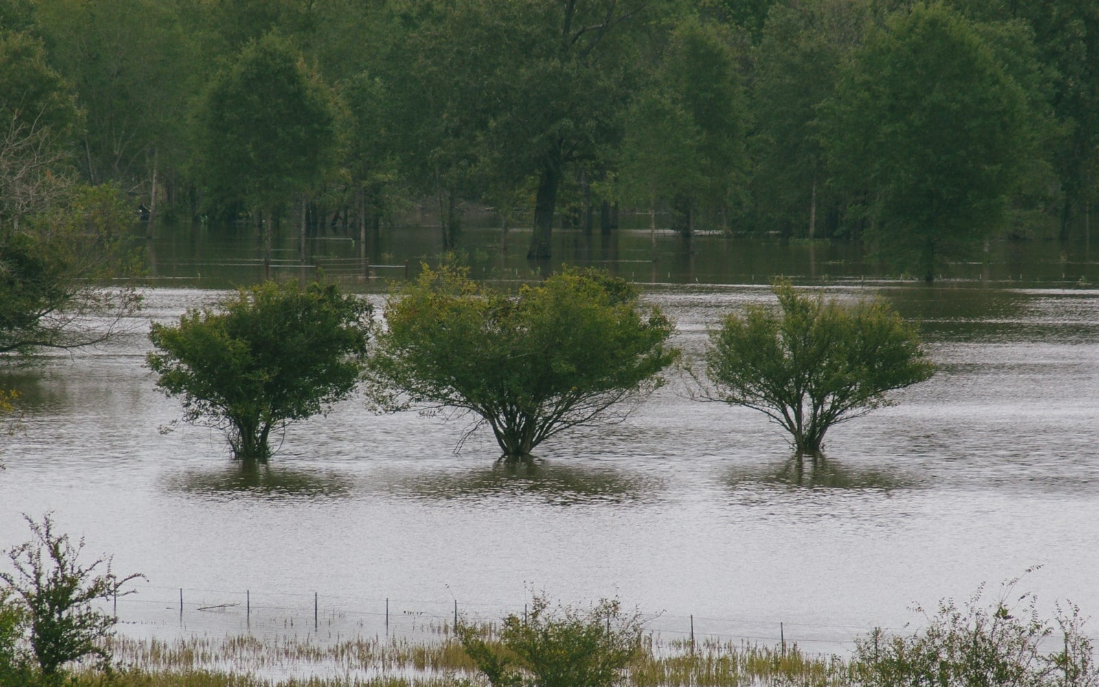 Trees in a flooded pasture