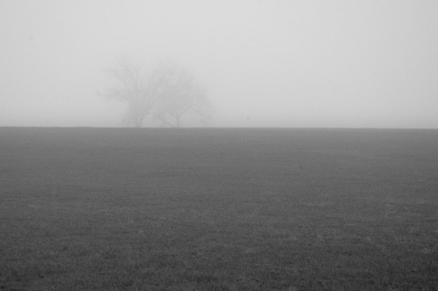 A pasture with trees in the distance covered with fog