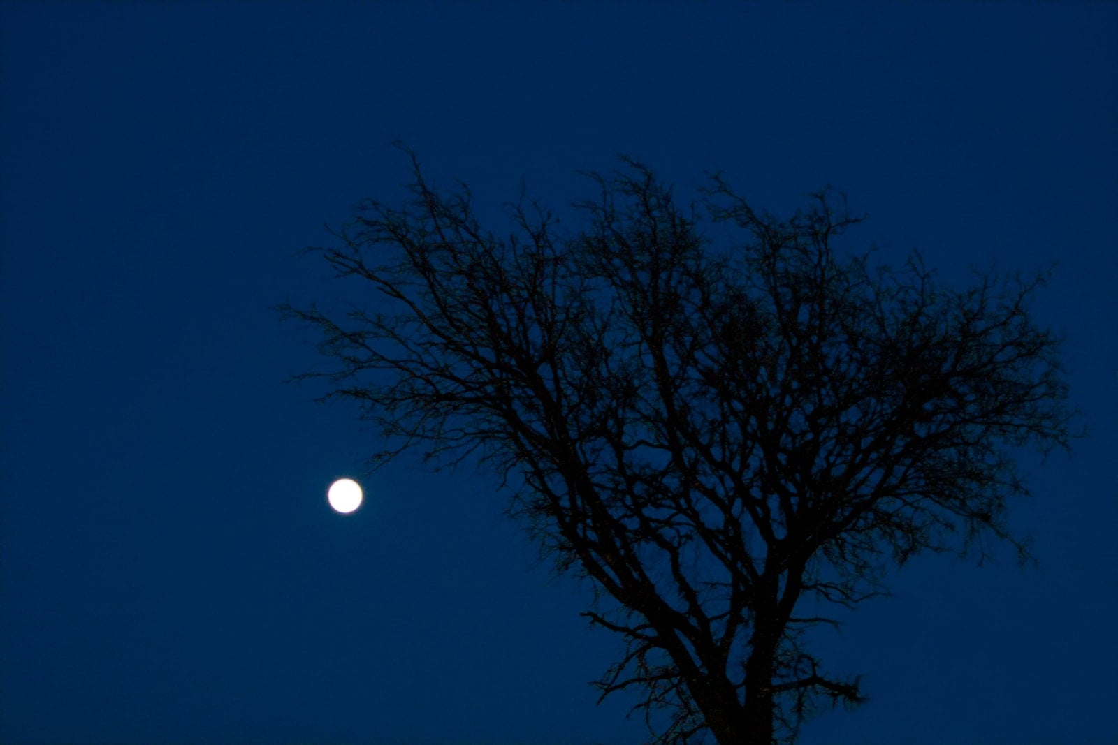 A tree and moon at night