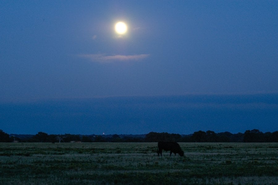 A cow eating grass at dawn