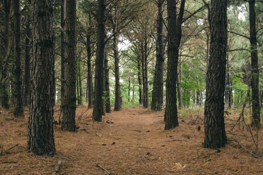 A pine forest in East Texas