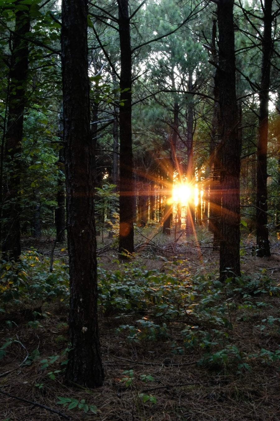 Rays of sunlight peering through a pine forest