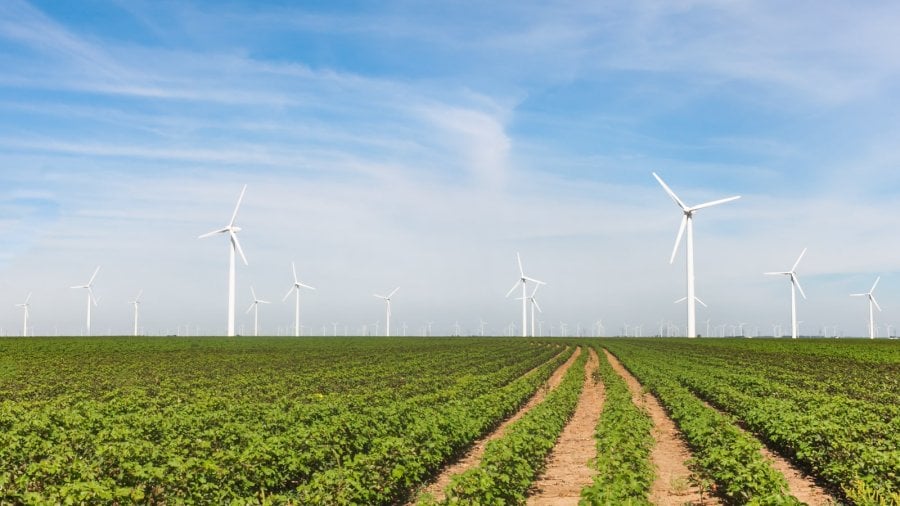 Cotton crops with wind turbines