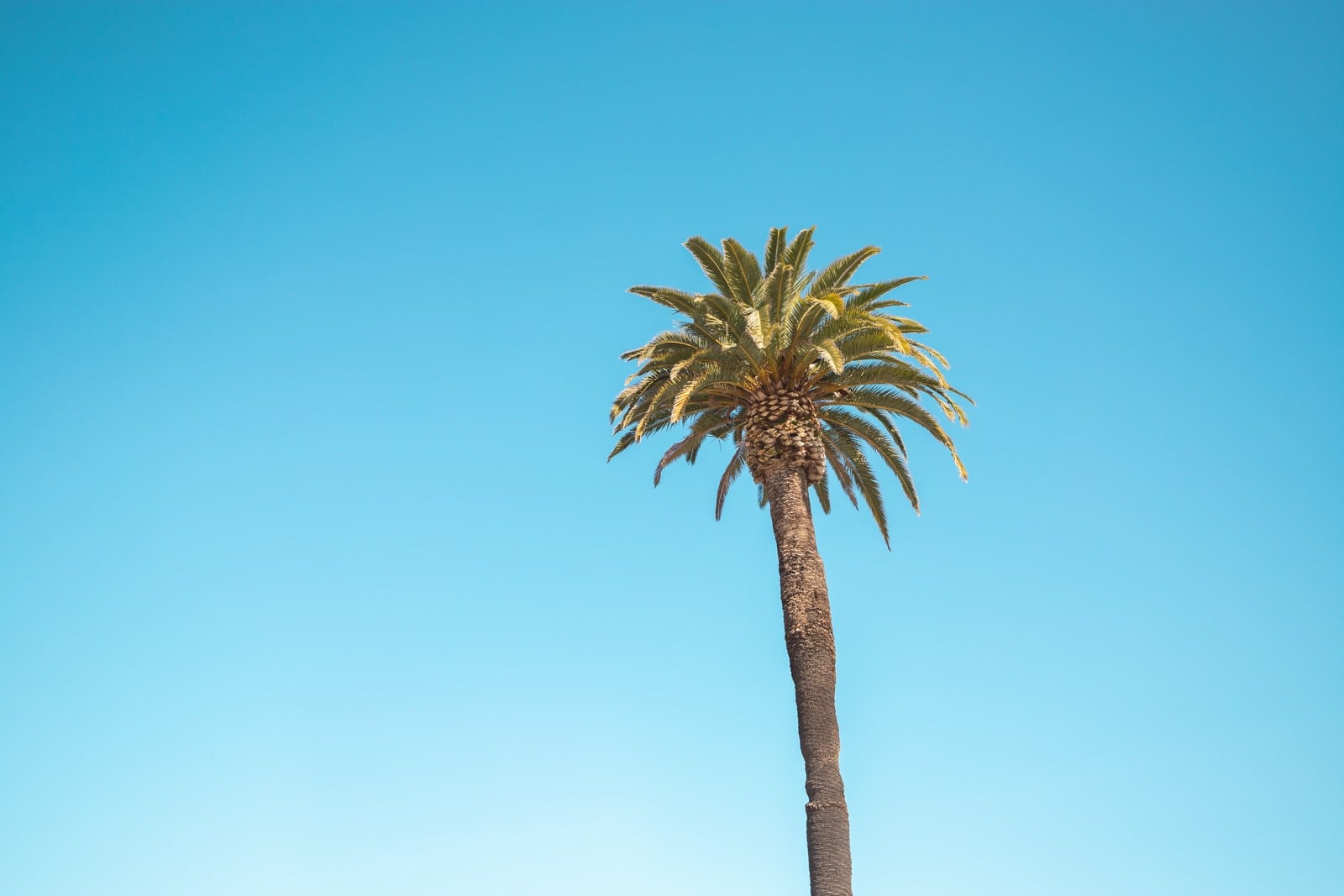 A palm tree at Ocean Beach