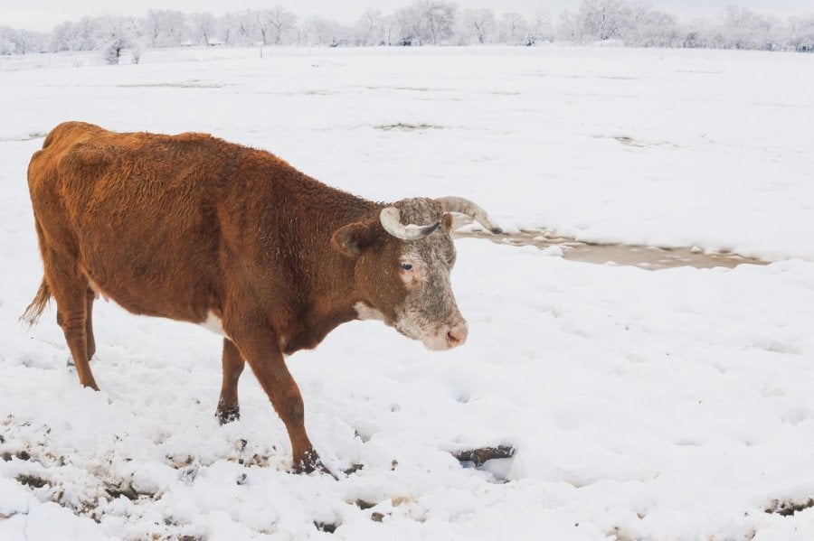 A cow walking in snow