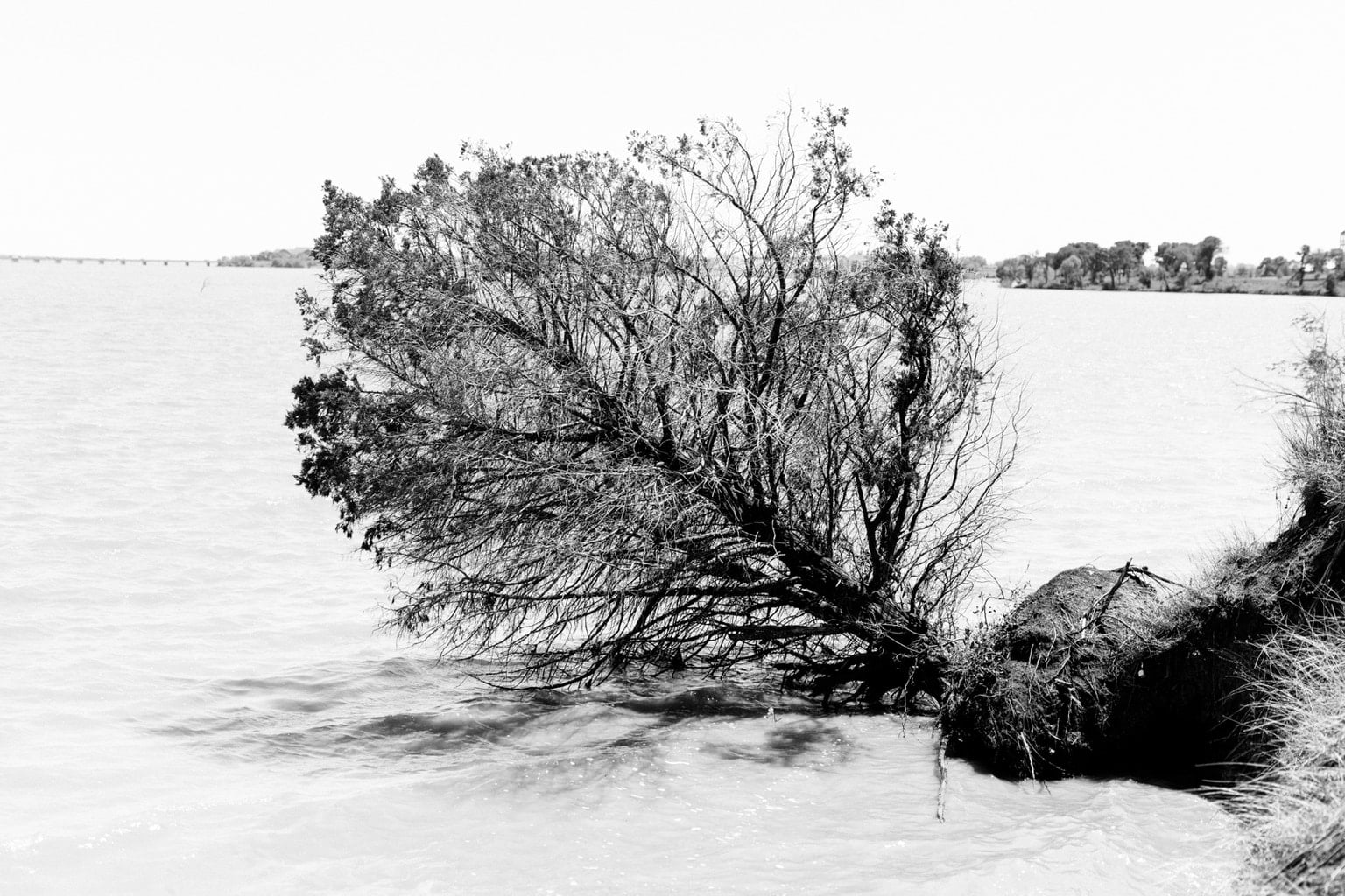 2021 Best Photos: A tree that has fallen down into the lake