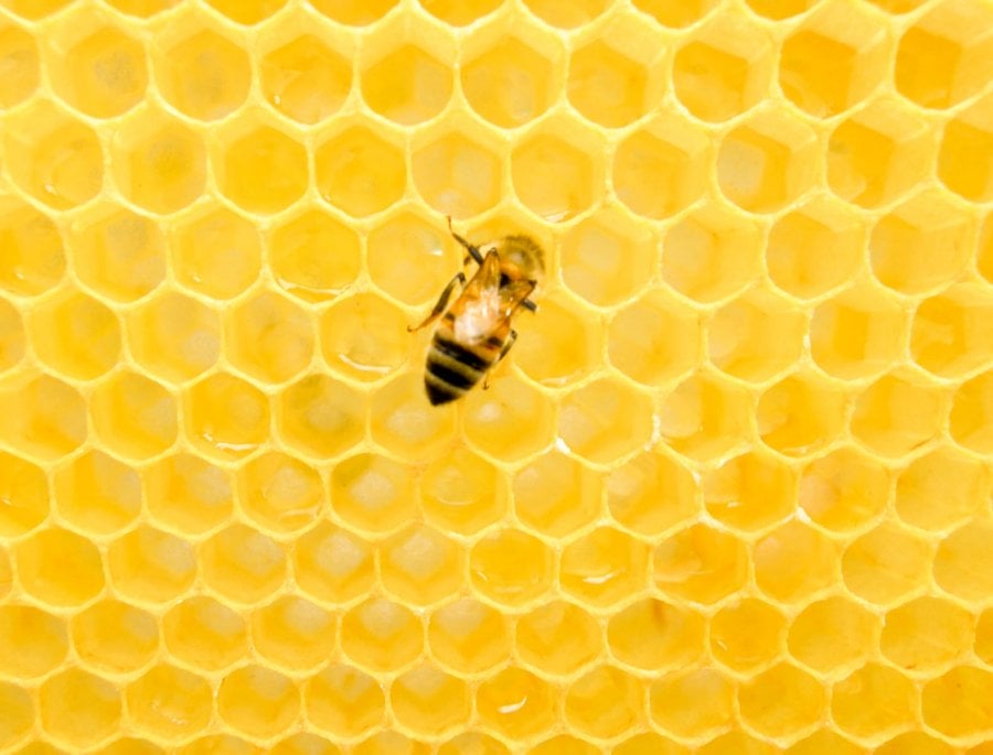 Beekeeping with a Honey bee on a honeycomb