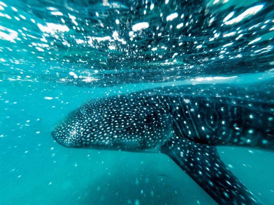 Swimming with Whale Sharks In the Sea Of Cortez In La Paz, Mexico