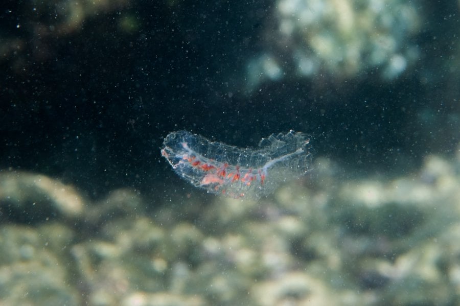 Salp (Salpidae), a transparent sea animal, floating in the caribbean sea, Underwater Photography