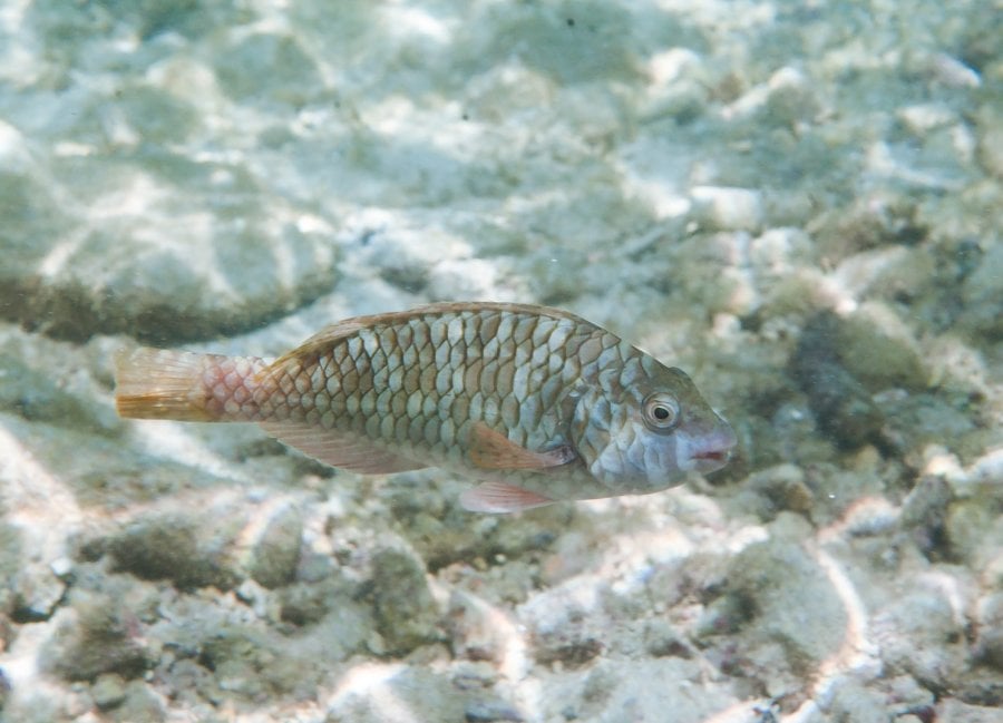 Yellowtail Parrotfish (Sparisoma rubripinne)