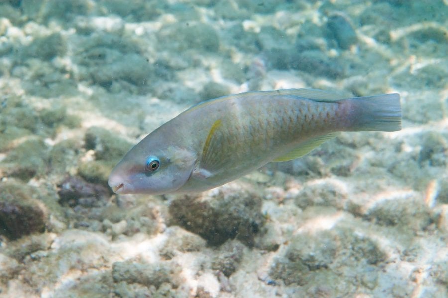 Albino princess parrotfish (Scarus taeniopterus) in Curaçao