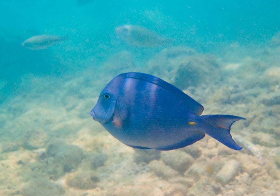 Atlantic Blue Tang (Acanthurus coeruleus) fish in Curacao