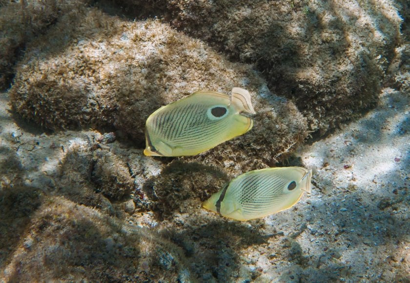 Foureye butterflyfish (Chaetodon capistratus) in Curacao