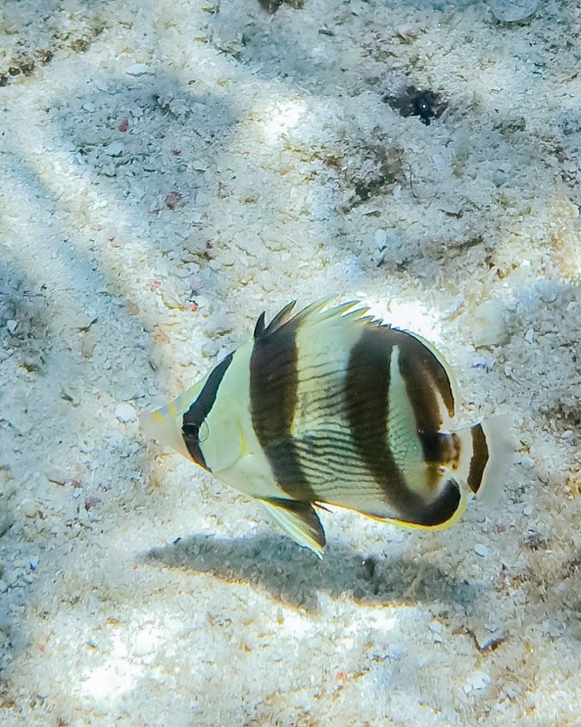 Banded Butterflyfish (Chaetodon striatus) in Curacao