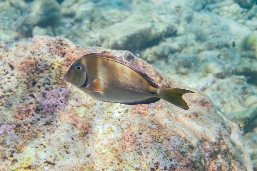 Doctorfish tang (Acanthurus chirurgus) in Curacao
