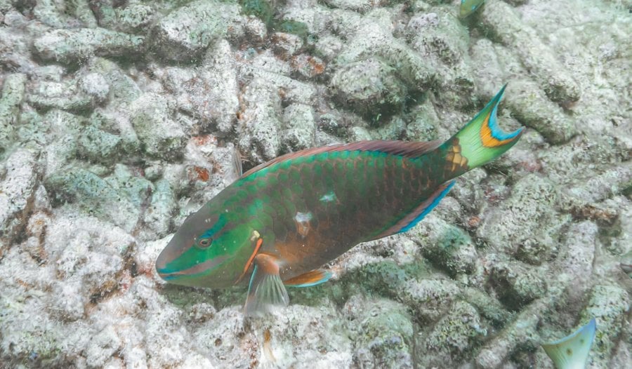 Stoplight Parrotfish (Sparisoma viride) in the Caribbean Sea