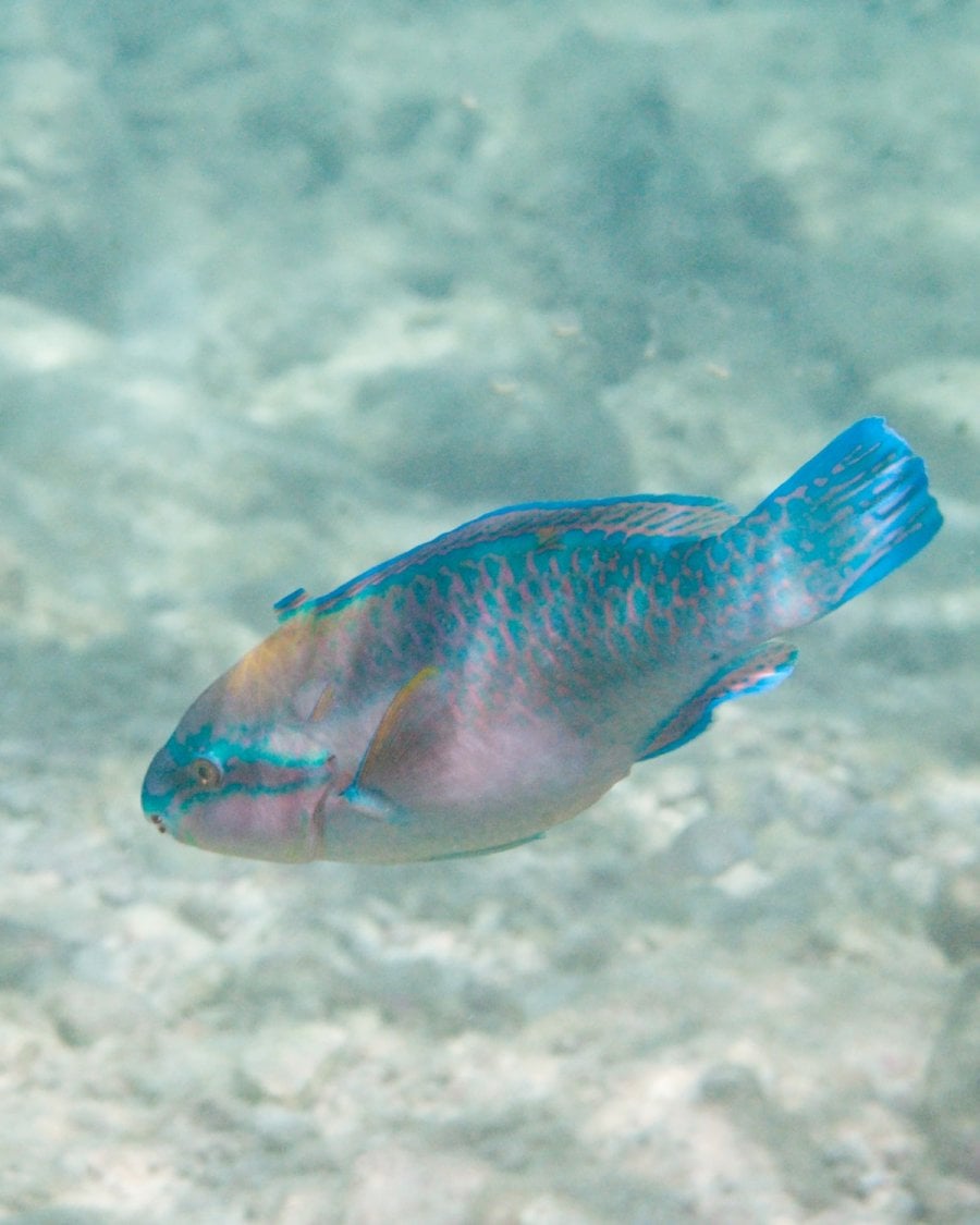 Queen Parrotfish (Scarus vetula) in the Caribbean Sea
