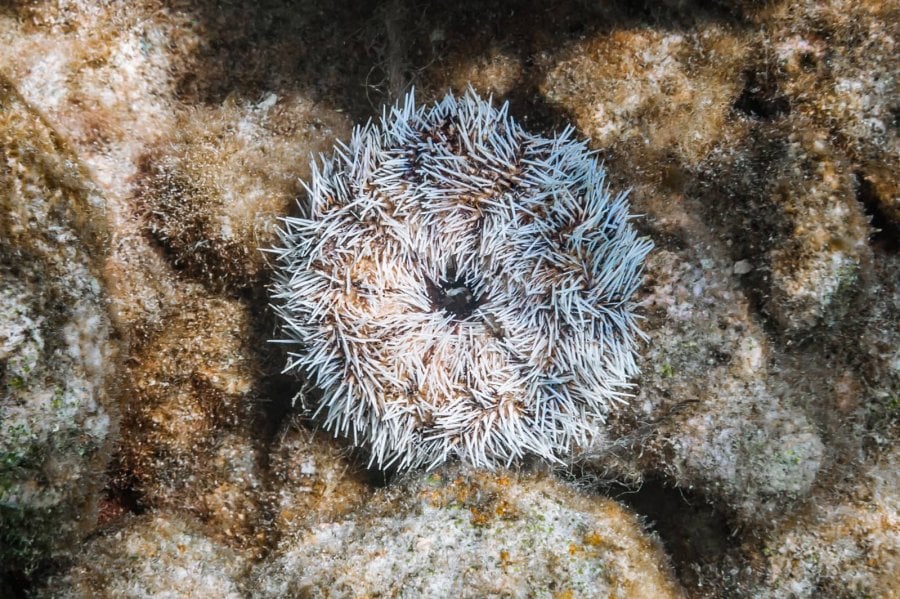 White sea urchin (Tripneustes ventricosus)