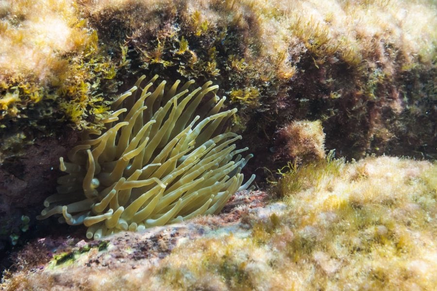 Giant Caribbean Sea Anemone (Condylactis gigantea)