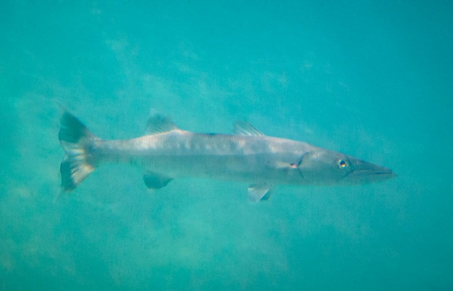The Great barracuda (Sphyraena barracuda), Underwater Photography