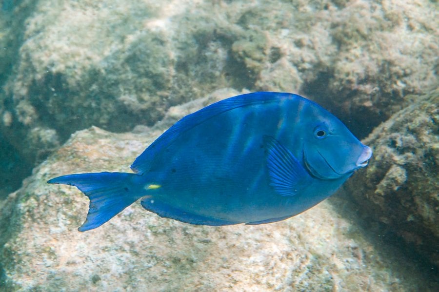 Atlantic Blue Tang (Acanthurus coeruleus) fish in Curacao, Underwater Photography