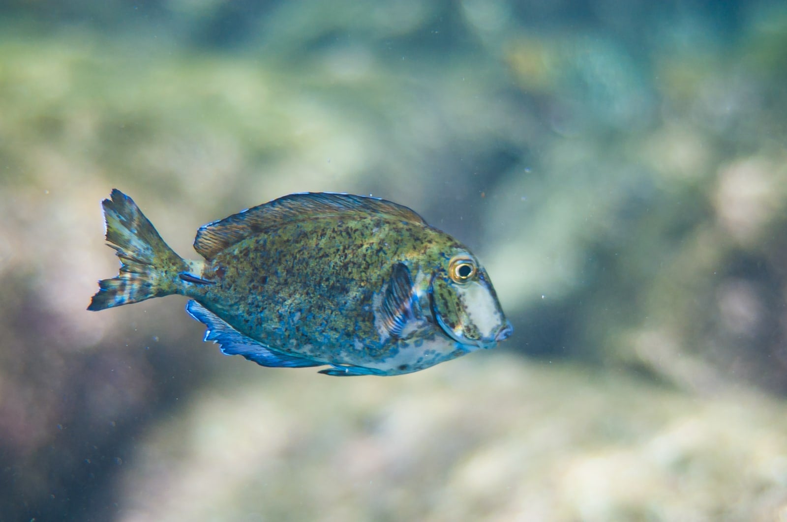 Doctorfish tang (Acanthurus chirurgus) in the Caribbean Sea