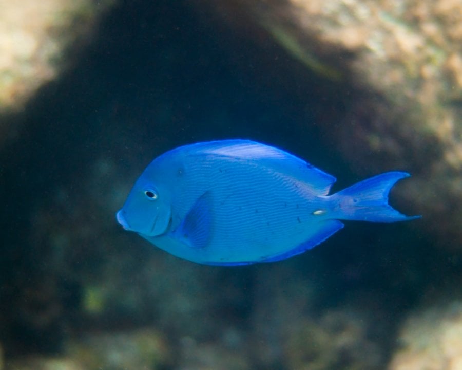 Atlantic Blue Tang (Acanthurus coeruleus) in the Caribbean Sea