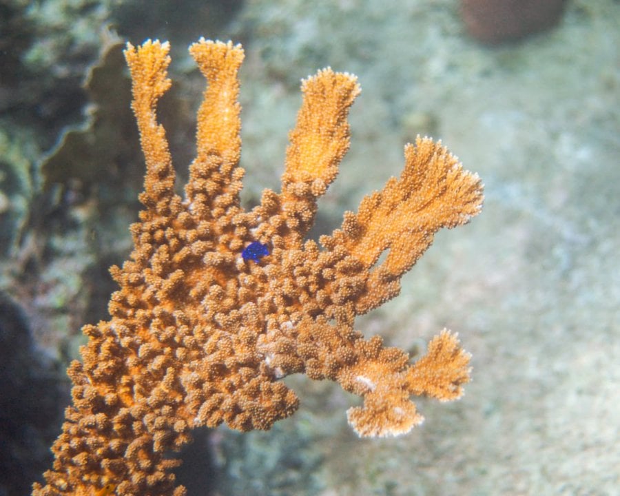 Elkhorn Coral with a Yellowtail Damselfish, Underwater Photography