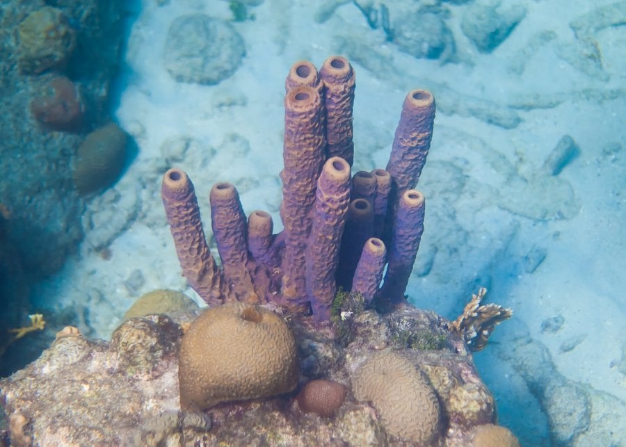 Stove-Pipe Sponge in Curacao