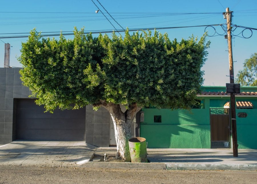 A rectangular tree in La Paz, Mexico