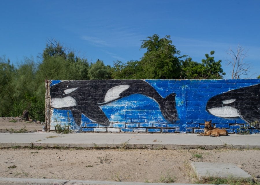 An orca mural on a brick wall in La Paz, Mexico