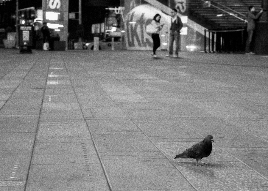 A New York City pigeon in Times Square
