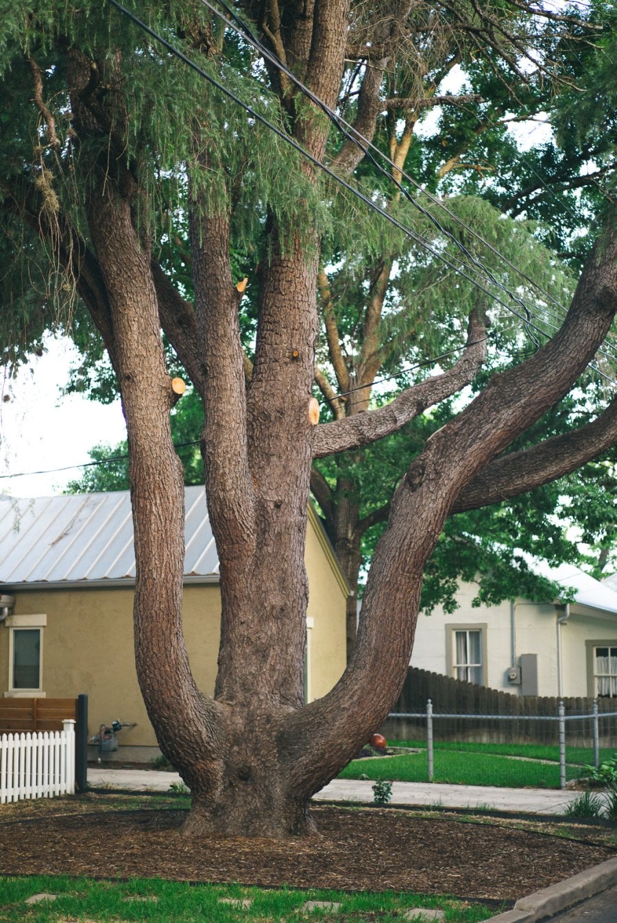 A tree in Fredericksburg, Texas
