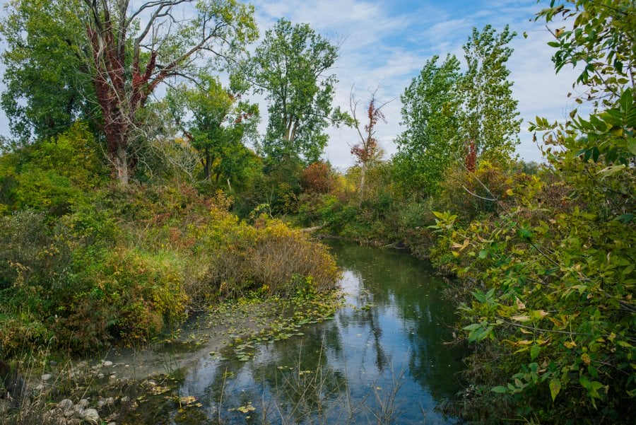 Trees and shrubs on a creek in Martin, Michigan