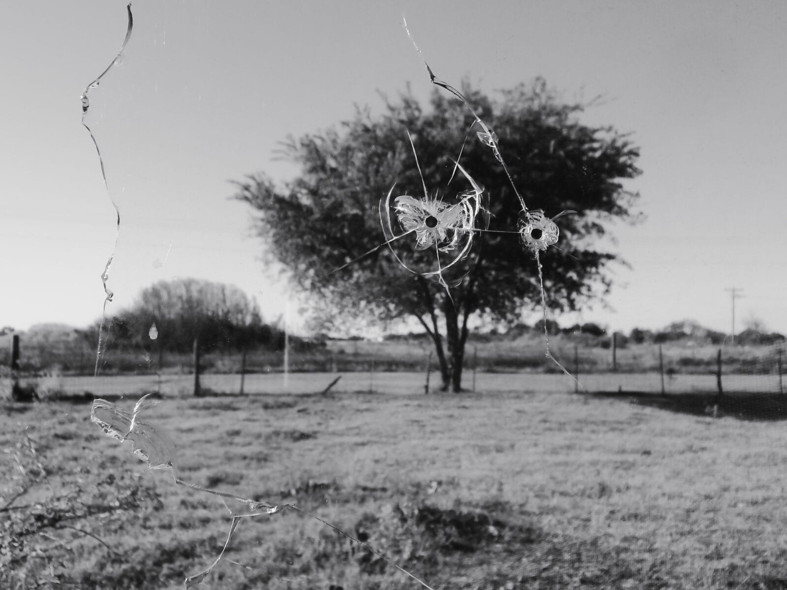 A tree through a shot window