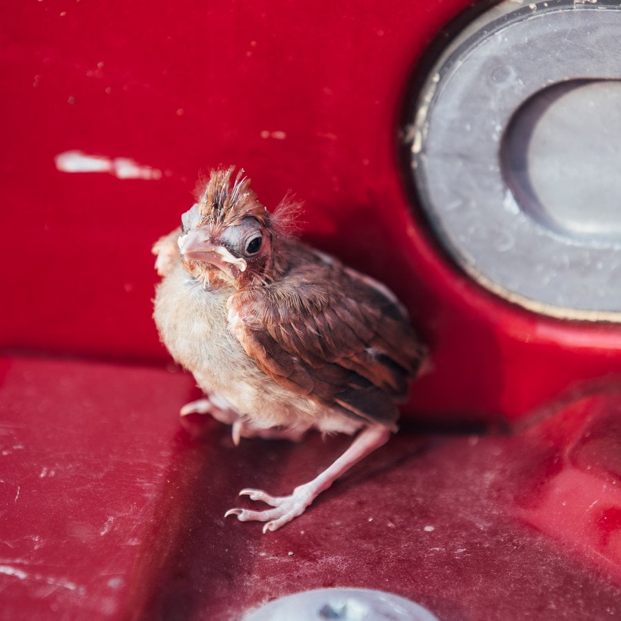 Cardinal Chick Stuck In Truck Bed As Parents Helplessly Look On