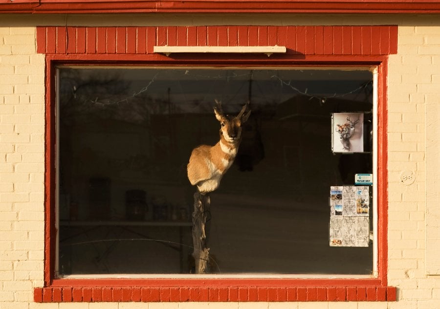 A taxidermy in Childress, Texas