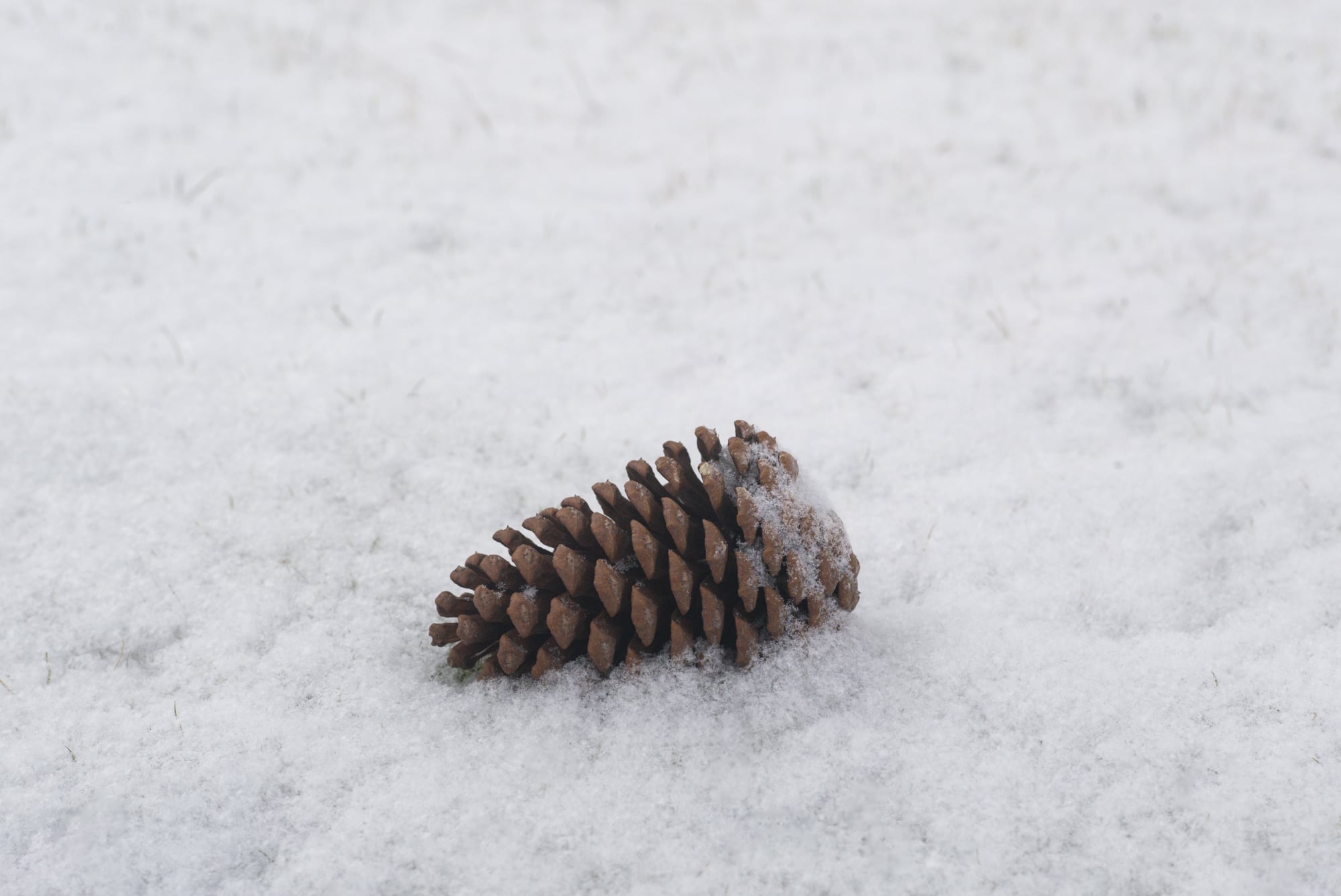 a pinecone in the snow