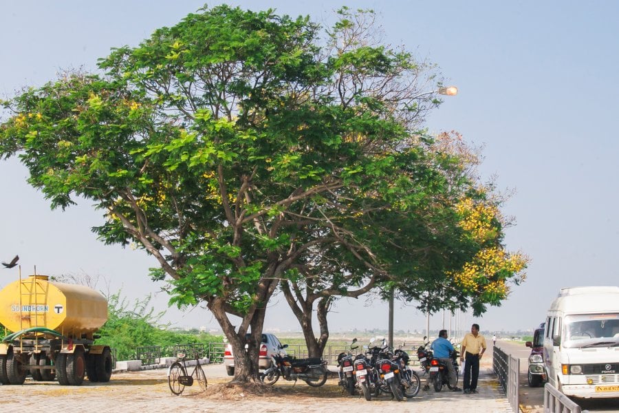 The tree that saved K. Pasupathi’s life as the water rushed by