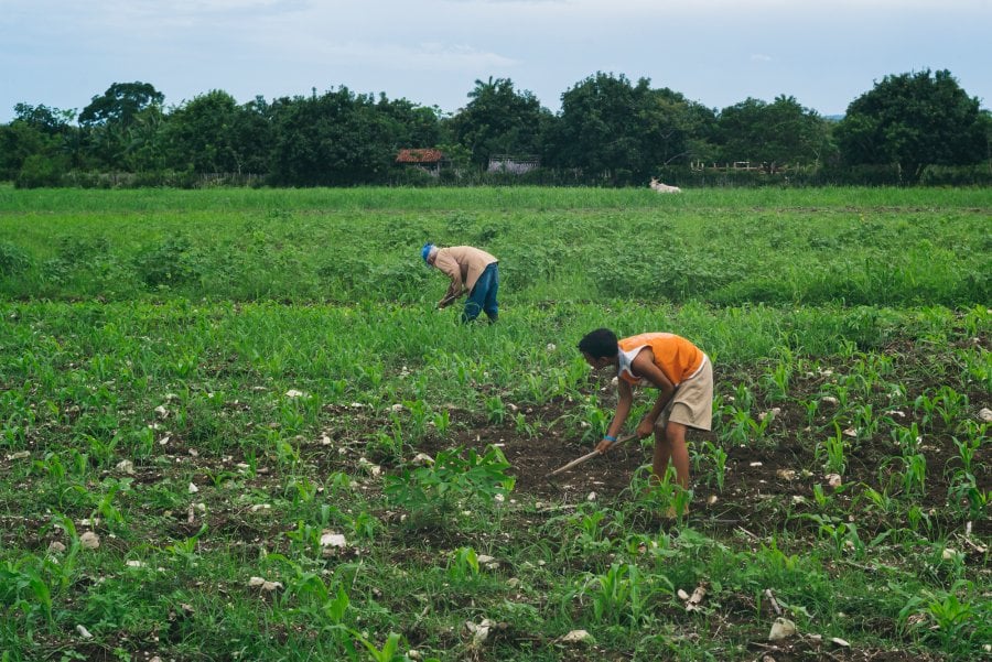 A man and boy working in a field in Antonio De Las Vueltas, Cuba